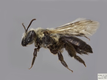 [Andrena vicina female thumbnail]